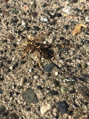 Megarhyssa nortoni