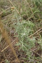 Artemisia pontica