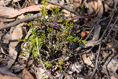 Tetratheca bauerifolia