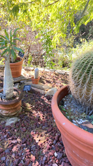 Kroenleinia grusonii