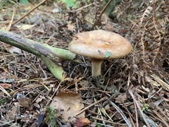 Lactarius torminosus