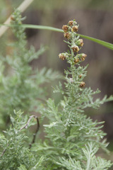Artemisia pontica