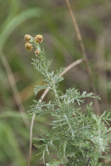 Artemisia pontica