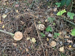 Lactarius torminosus