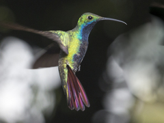 Anthracothorax nigricollis