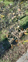 Magnolia