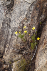 Euryops abrotanifolius