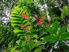 Warszewiczia coccinea