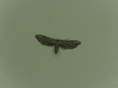 Idaea attenuaria
