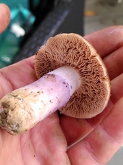 Cortinarius mucifluoides