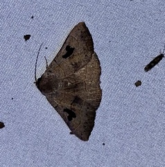 Panopoda