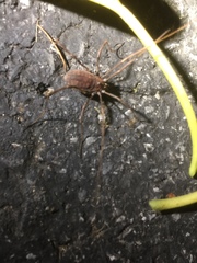 Hadrobunus maculosus