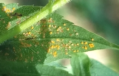 Coleosporium solidaginis