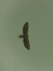 Idaea attenuaria
