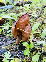 Gyromitra infula
