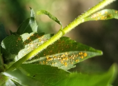 Coleosporium solidaginis