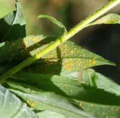 Coleosporium solidaginis