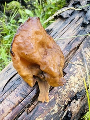 Gyromitra infula