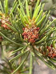 Pinus edulis