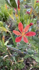 Iris domestica