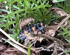 Coccinella septempunctata