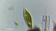 Euglena