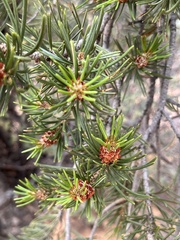 Pinus edulis