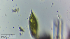 Euglena
