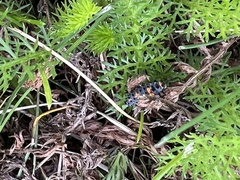 Coccinella septempunctata