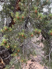 Pinus edulis
