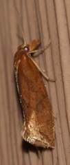 Aethes biscana