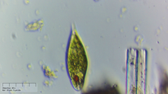 Euglena