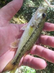 Micropterus punctulatus