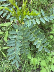 Sophora macrocarpa