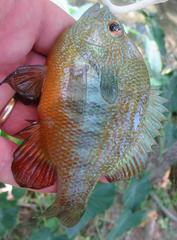 Lepomis aquilensis