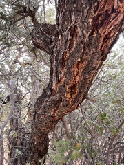 Pinus edulis