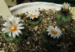 Turbinicarpus pseudomacrochele