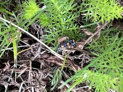 Coccinella septempunctata