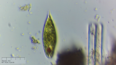 Euglena
