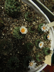 Turbinicarpus pseudomacrochele