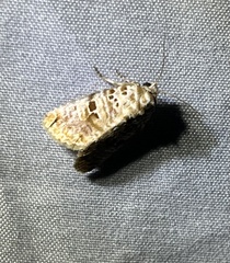 Diastema