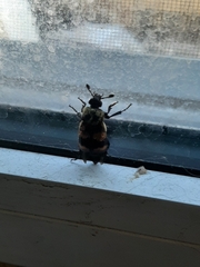 Nicrophorus tomentosus