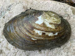 Ortmanniana ligamentina