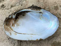 Ortmanniana ligamentina