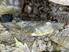 Ortmanniana ligamentina