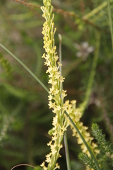 Microdon dubius