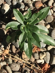 Daphne laureola