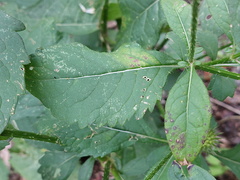 Dipsacus strigosus
