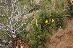 Microdon dubius