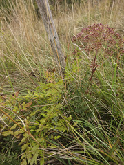 Peucedanum cervaria